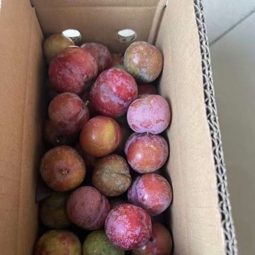 万亩李子三华李大量上市中规格齐全品种多样基地直发