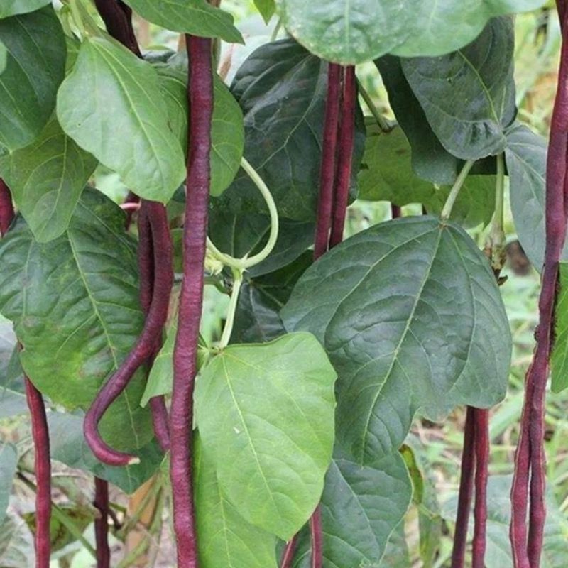 十月红冬豆角种子紫红色长豇豆菜豆种籽春秋农家庭院爬藤蔬菜