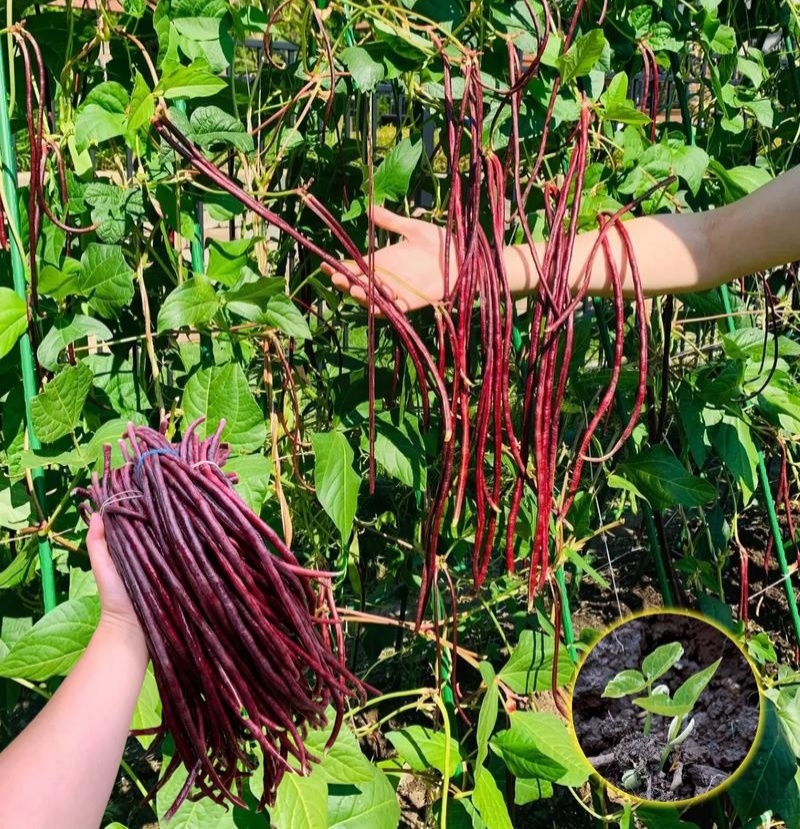 十月红冬豆角种子紫红色长豇豆菜豆种籽春秋农家庭院爬藤蔬菜
