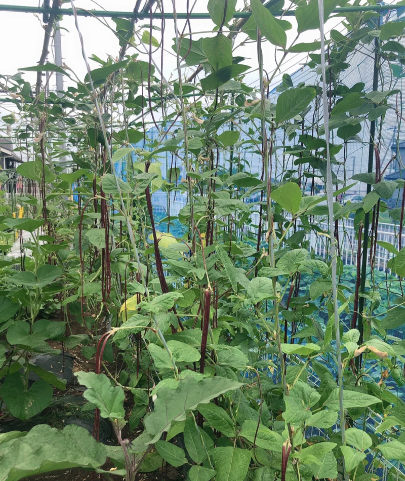 十月红冬豆角种子紫红色长豇豆菜豆种籽春秋农家庭院爬藤蔬菜