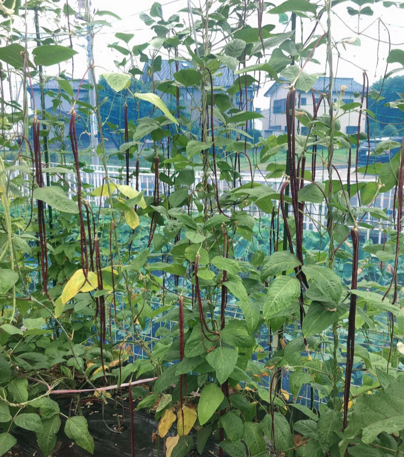 十月红冬豆角种子紫红色长豇豆菜豆种籽春秋农家庭院爬藤蔬菜