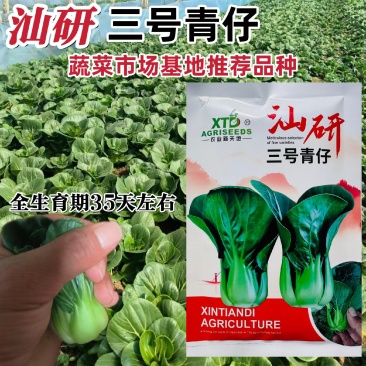 新品种广东汕研三号青仔小型苏州青宁夏小青仔种子上海青梗菜