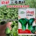 新品种广东汕研三号青仔小型苏州青宁夏小青仔种子上海青梗菜