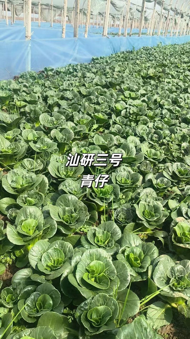 新品种广东汕研三号青仔小型苏州青宁夏小青仔种子上海青梗菜