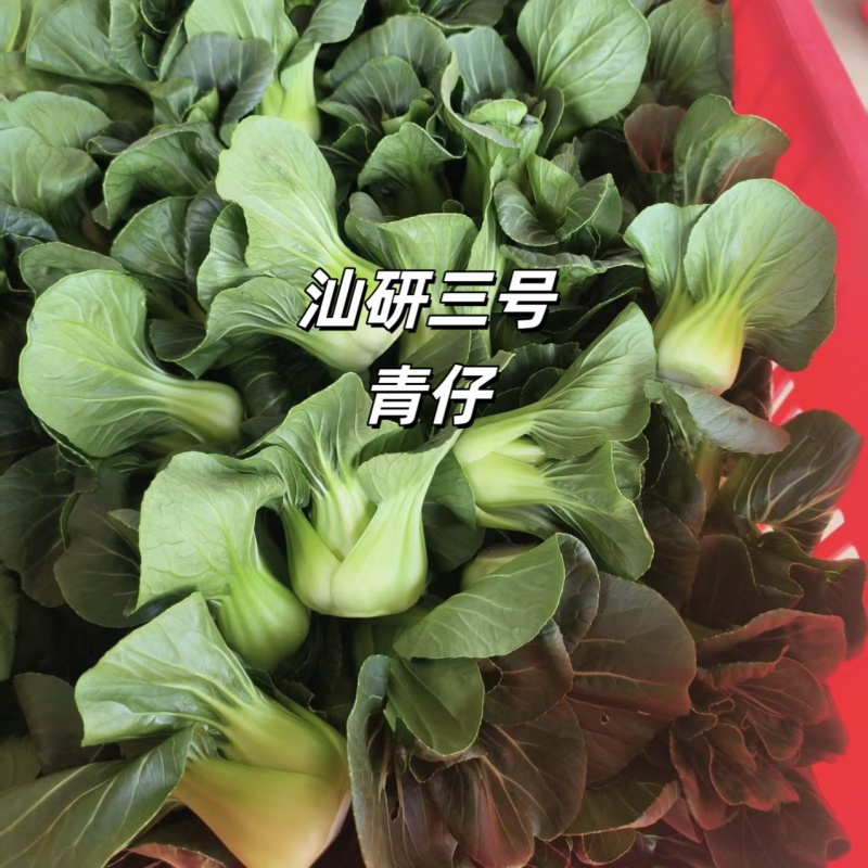 新品种广东汕研三号青仔小型苏州青宁夏小青仔种子上海青梗菜