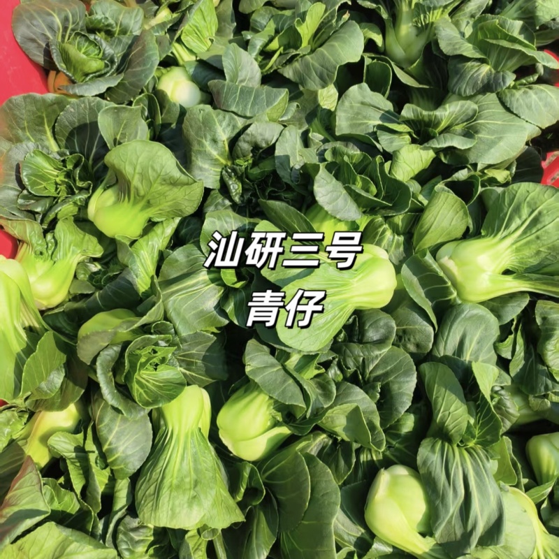 新品种广东汕研三号青仔小型苏州青宁夏小青仔种子上海青梗菜