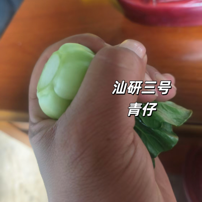 新品种广东汕研三号青仔小型苏州青宁夏小青仔种子上海青梗菜