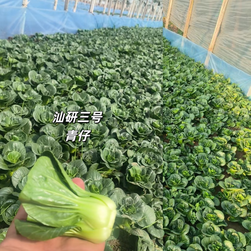 新品种广东汕研三号青仔小型苏州青宁夏小青仔种子上海青梗菜