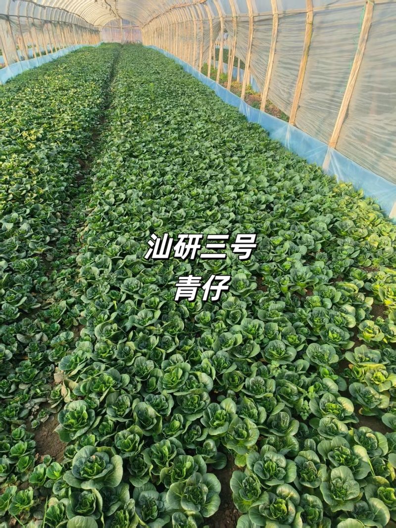 新品种广东汕研三号青仔小型苏州青宁夏小青仔种子上海青梗菜