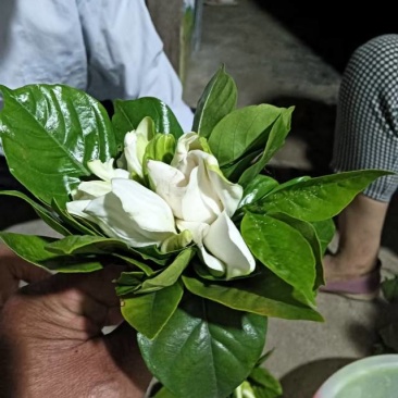 清香四溢，纯白栀子花，家居装饰**，送礼佳品，尽享自然芬芳。