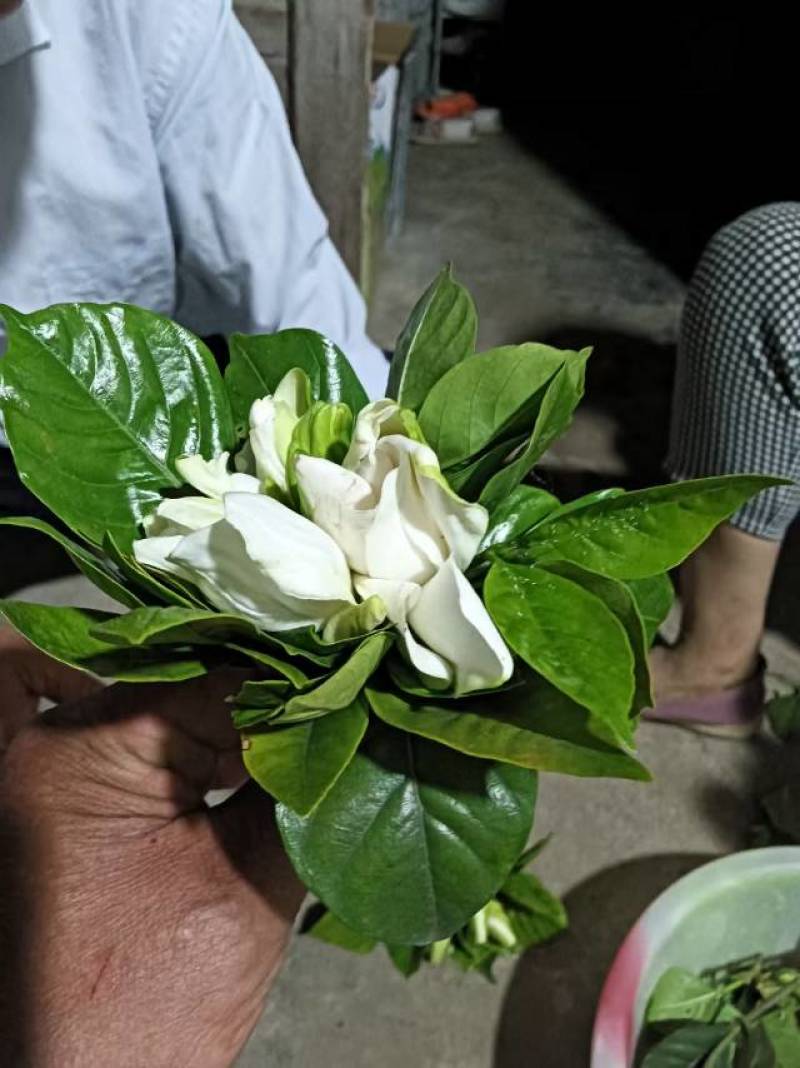 清香四溢，纯白栀子花，家居装饰**，送礼佳品，尽享自然芬芳。