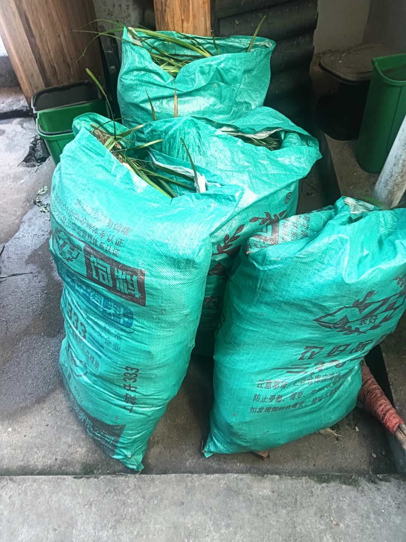 大量供应石菖蒲苗