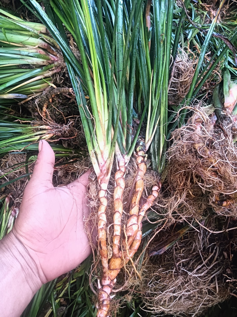 大量供应石菖蒲苗