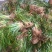 大量供应石菖蒲苗