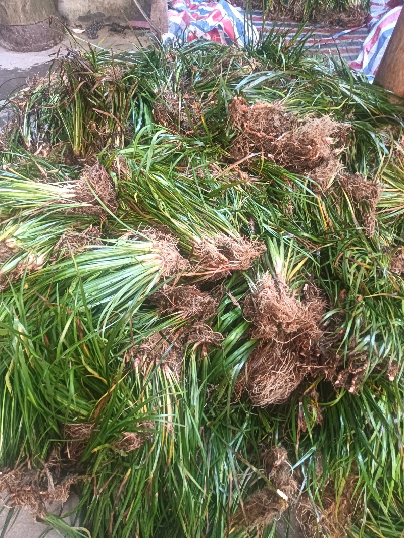 大量供应石菖蒲苗