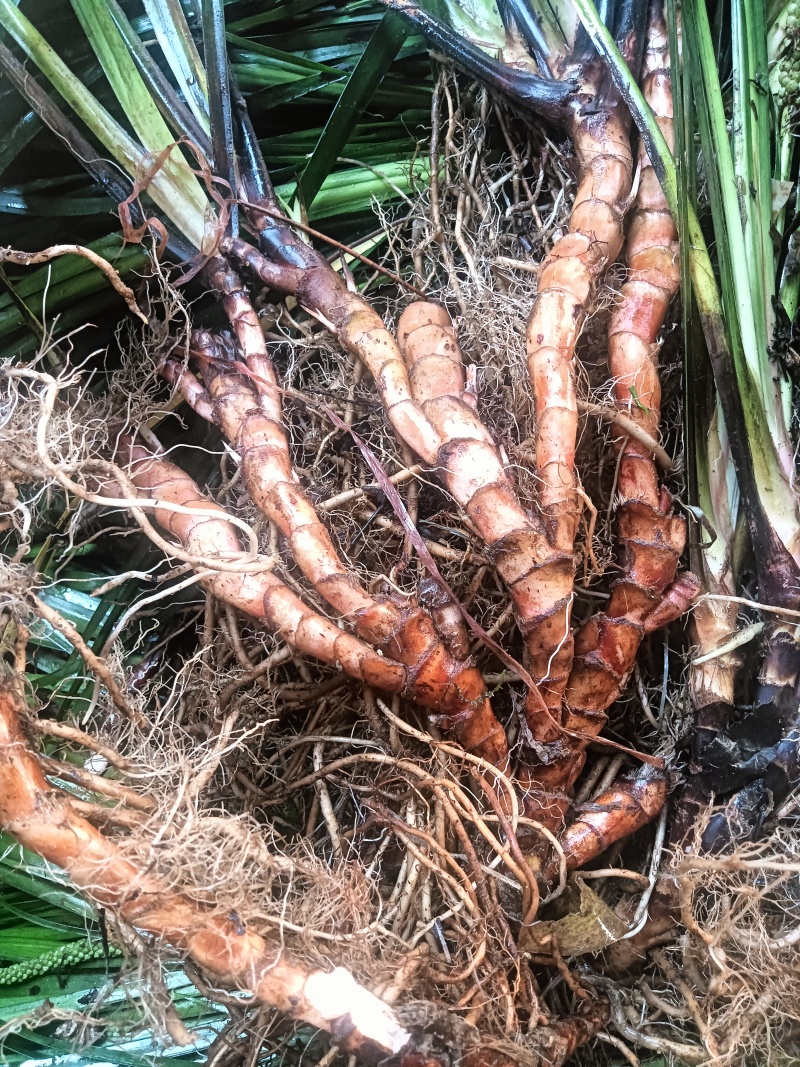大量供应石菖蒲苗