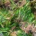 大量供应石菖蒲苗
