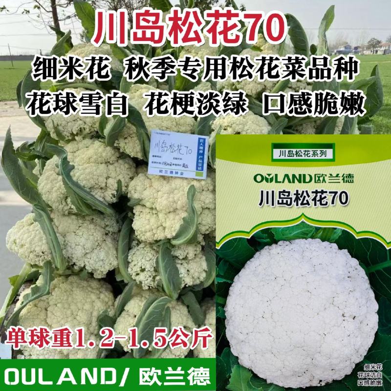 白花菜种子川岛松花70天松花菜种子秋季专用花球洁白