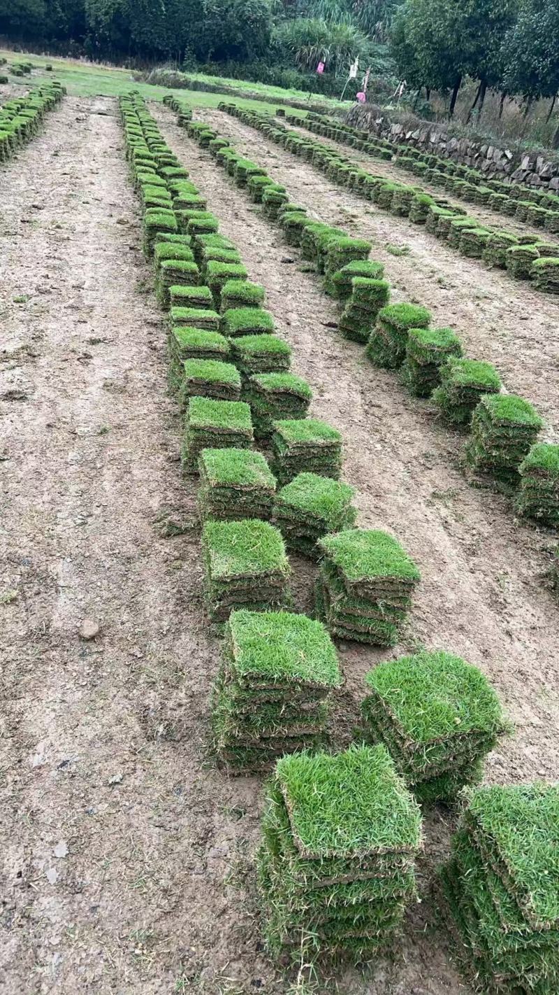 台湾二号草坪种植基地台湾青2好草皮批发