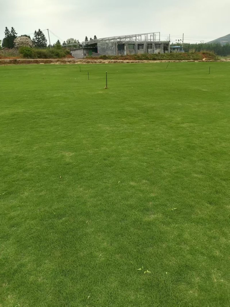 台湾二号草坪种植基地台湾青2好草皮批发