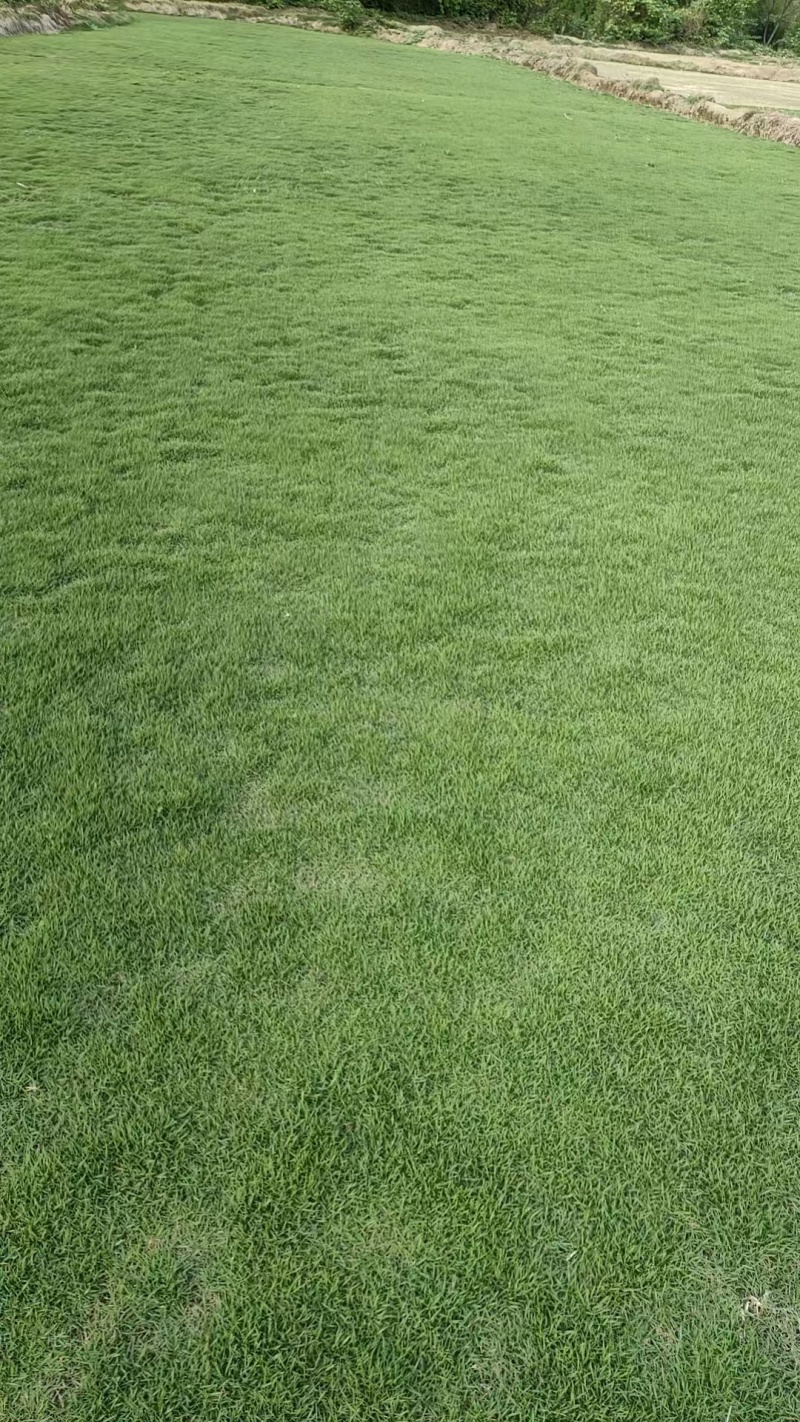 台湾二号草坪种植基地台湾青2好草皮批发