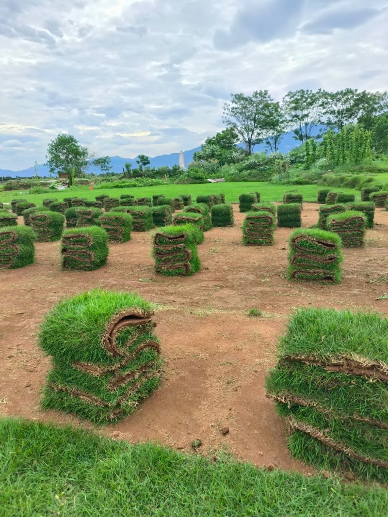 台湾二号草坪种植基地台湾青2好草皮批发