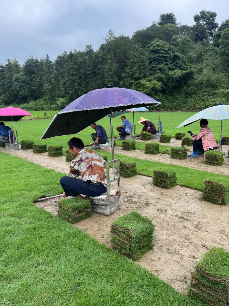 台湾二号草坪种植基地台湾青2好草皮批发