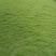 台湾二号草坪种植基地台湾青2好草皮批发