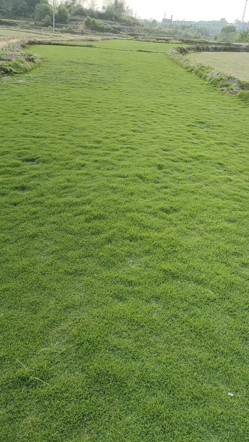 台湾二号草坪种植基地台湾青2好草皮批发