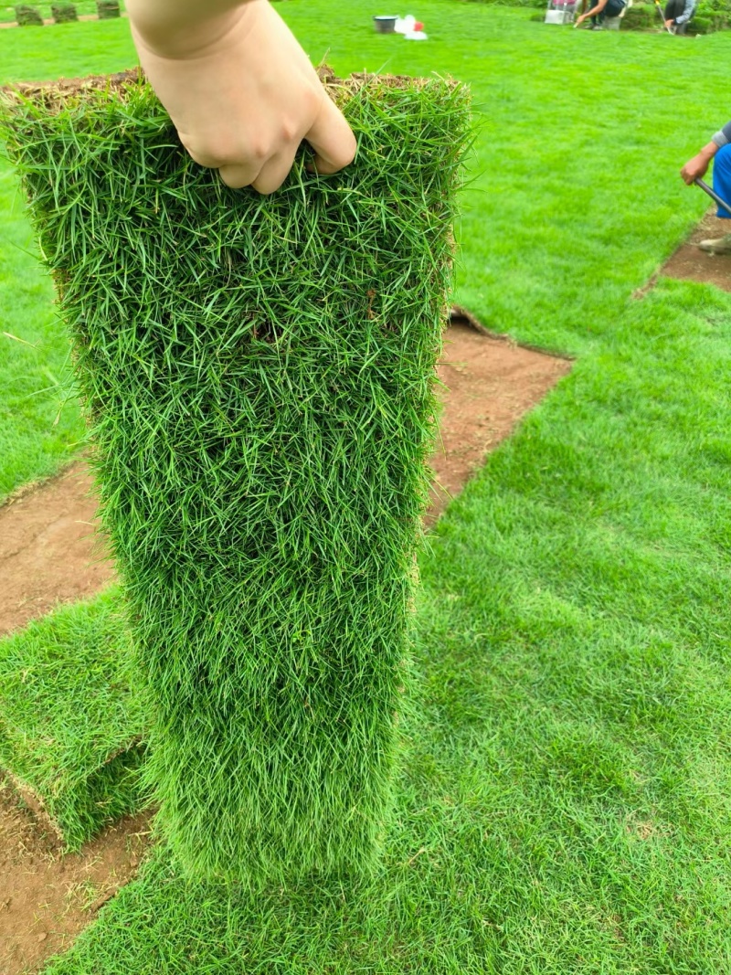 台湾二号草坪种植基地台湾青2好草皮批发