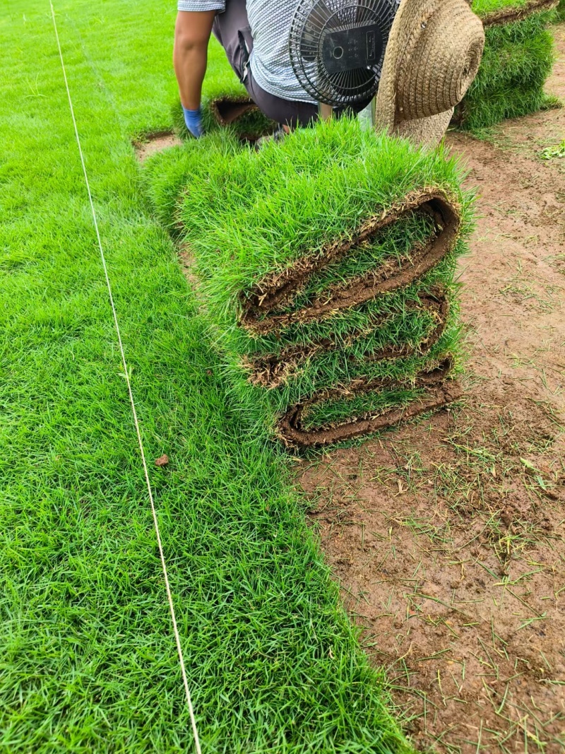 台湾二号草坪种植基地台湾青2好草皮批发