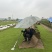 台湾二号草坪种植基地台湾青2好草皮批发