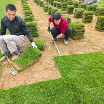 结缕草批发中华结缕草湖南草皮绿化基地种植一手发货