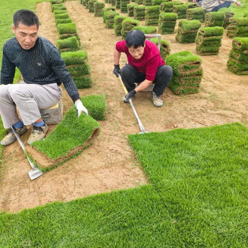 结缕草批发中华结缕草湖南草皮绿化基地种植一手发货