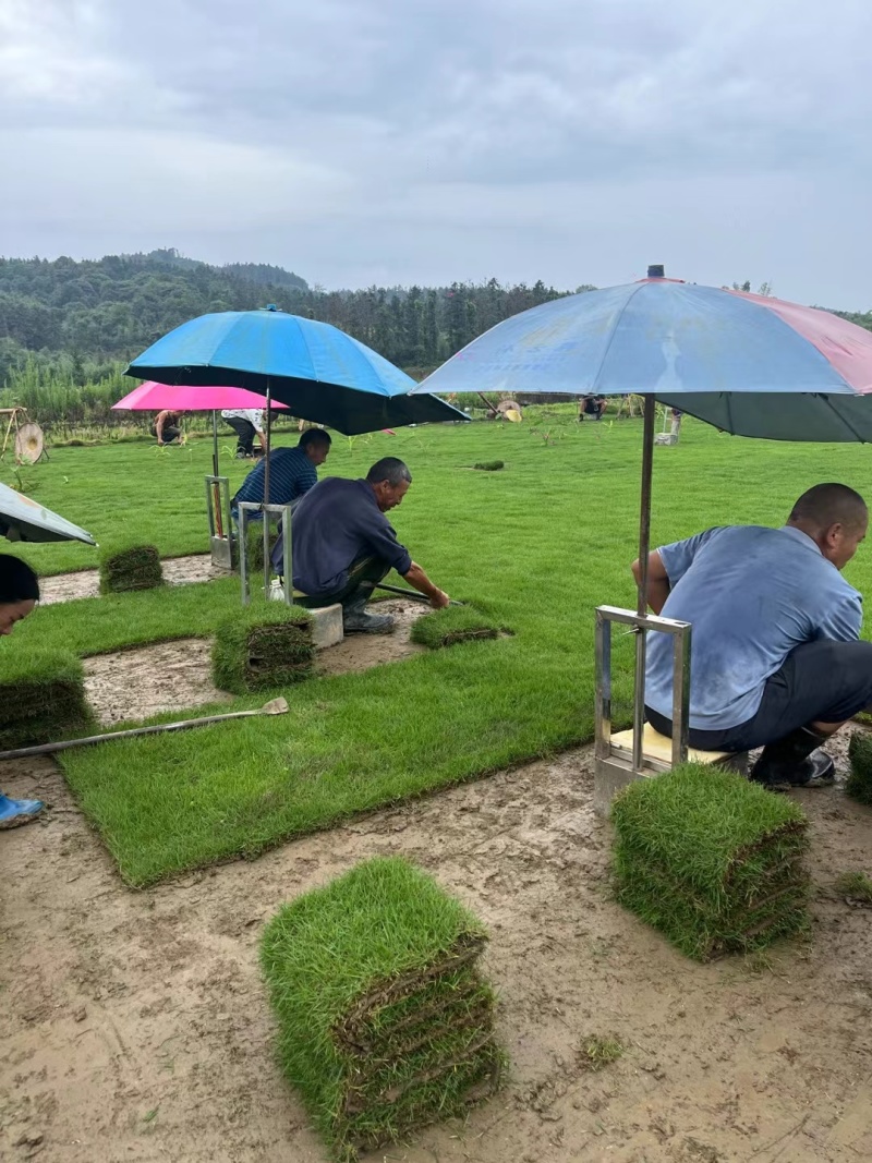 结缕草批发中华结缕草湖南草皮绿化基地种植一手发货