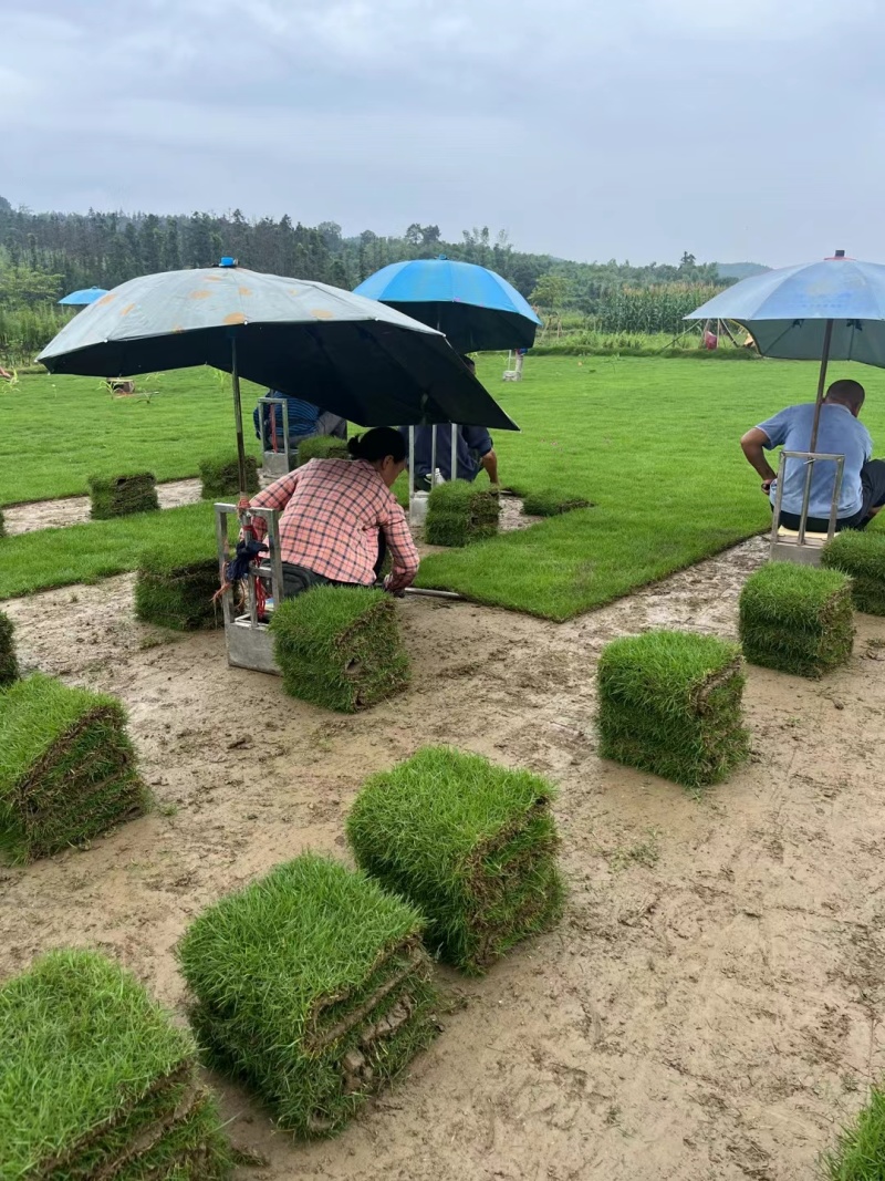 结缕草批发中华结缕草湖南草皮绿化基地种植一手发货