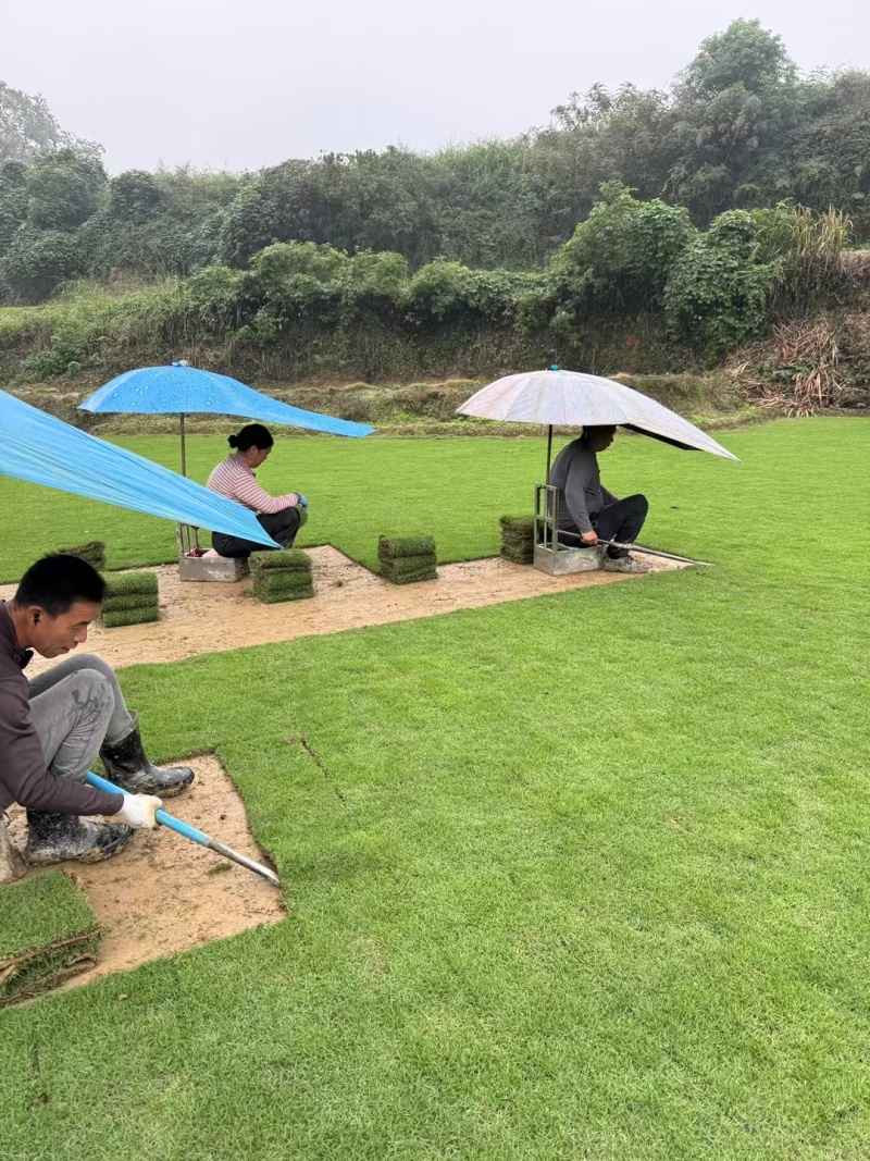结缕草批发中华结缕草湖南草皮绿化基地种植一手发货
