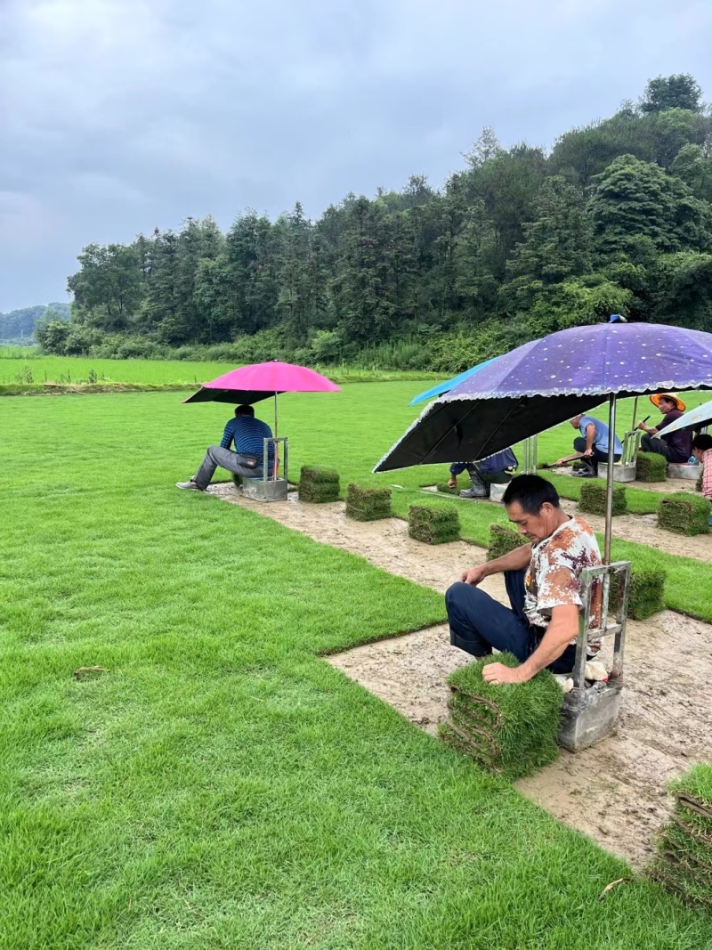 结缕草批发中华结缕草湖南草皮绿化基地种植一手发货