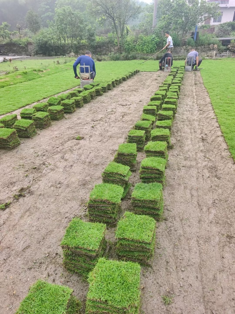结缕草批发中华结缕草湖南草皮绿化基地种植一手发货