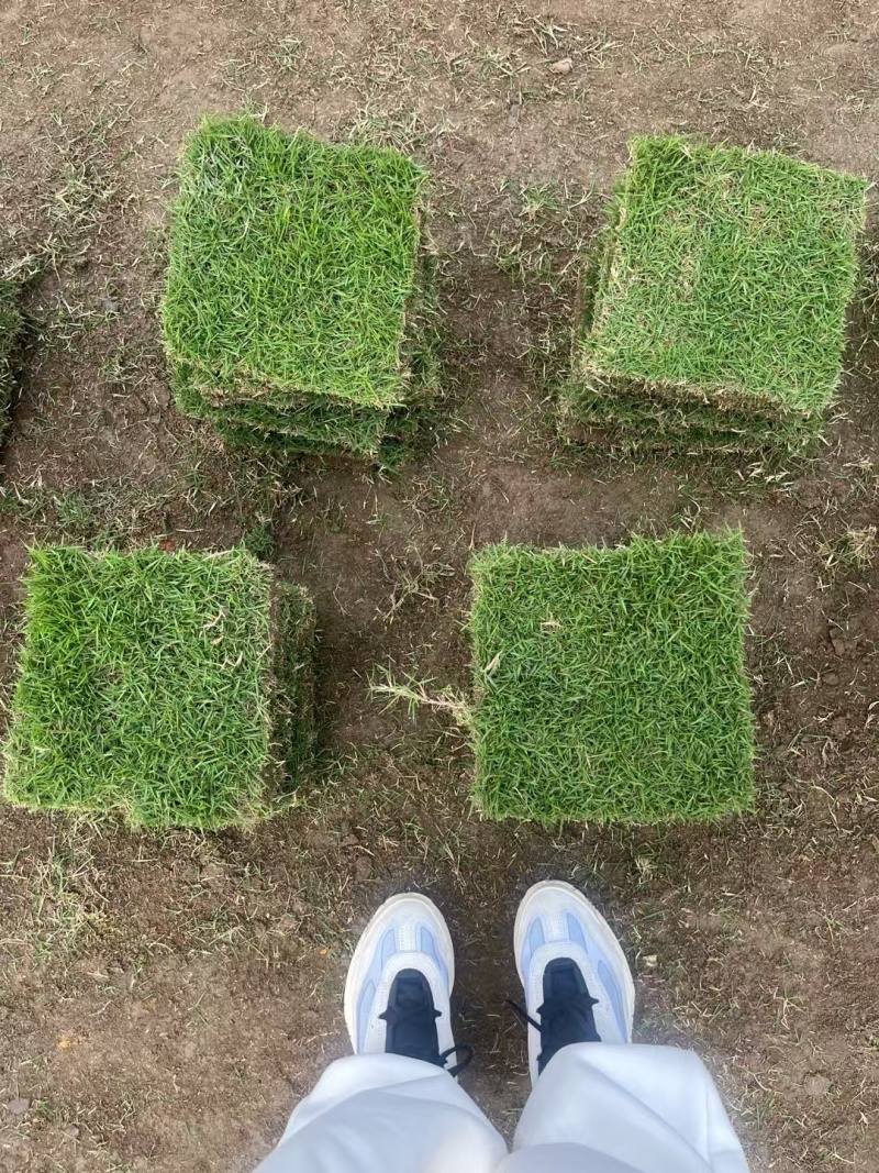 结缕草批发中华结缕草湖南草皮绿化基地种植一手发货