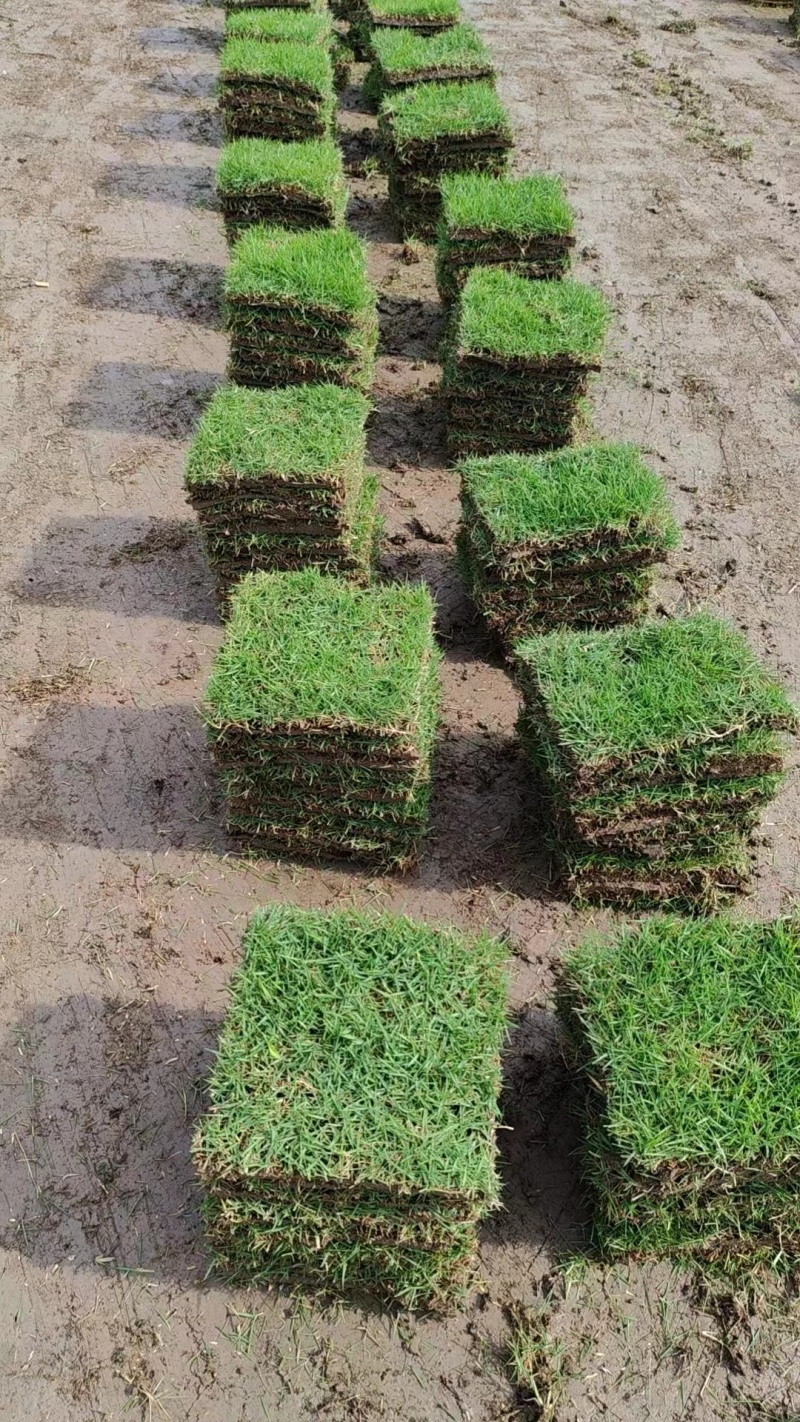 结缕草批发中华结缕草湖南草皮绿化基地种植一手发货