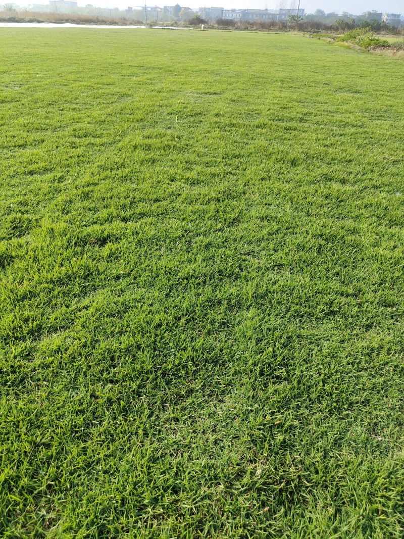 结缕草批发中华结缕草湖南草皮绿化基地种植一手发货