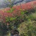 红叶石楠绿化苗木规格齐全高度30-250cm