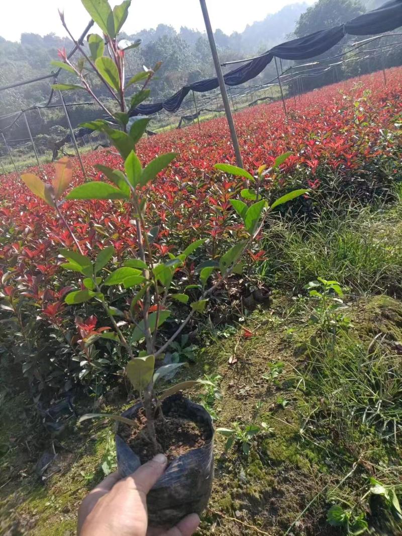 红叶石楠绿化苗木规格齐全高度30-250cm