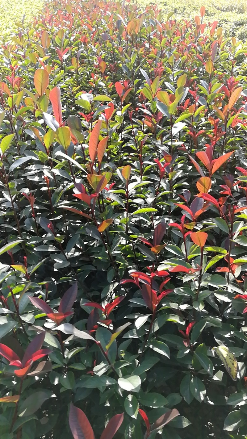 红叶石楠绿化苗木规格齐全高度30-250cm