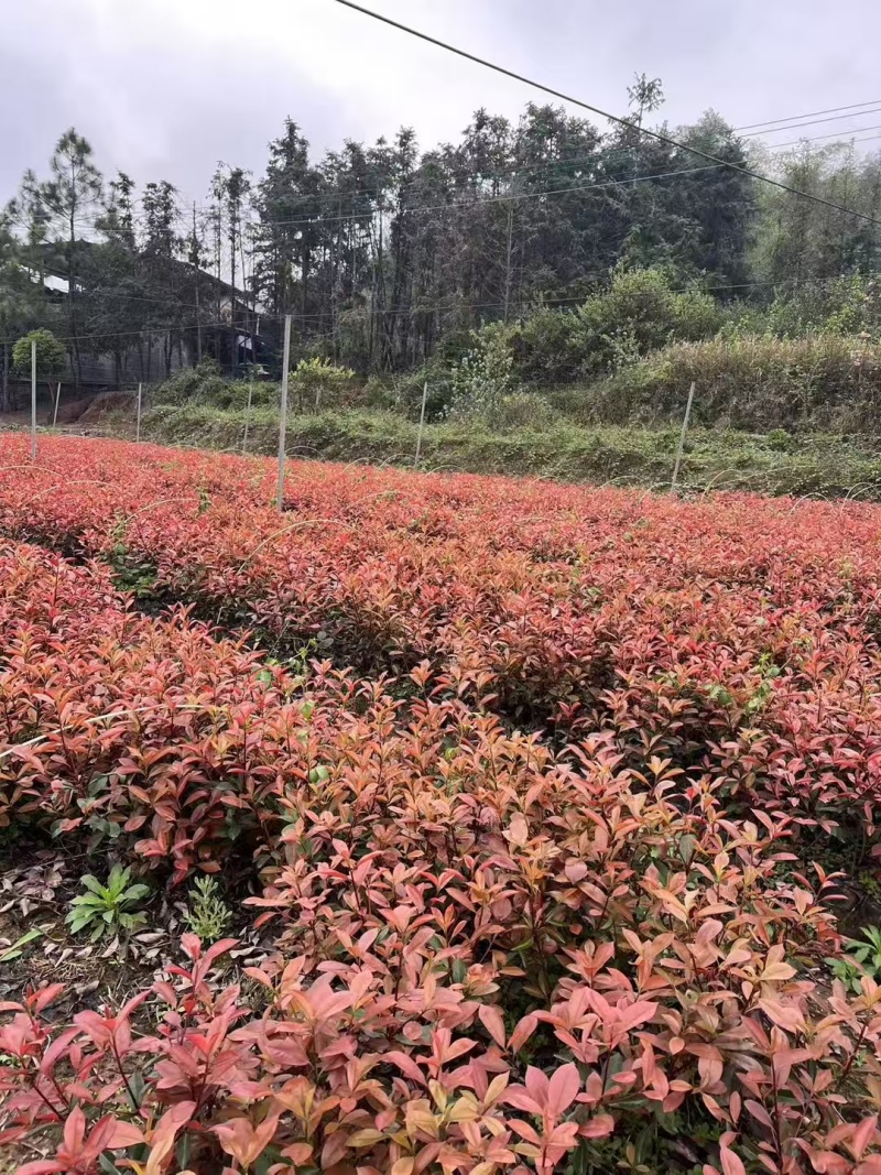 红叶石楠绿化苗木规格齐全高度30-250cm