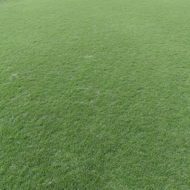 台湾青草皮绿化小区公园台湾二号草坪种植基地产地直销