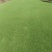 台湾青草皮绿化小区公园台湾二号草坪种植基地产地直销