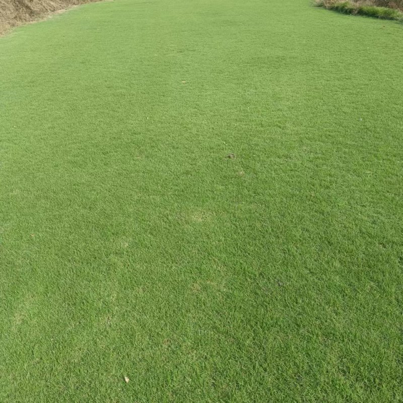 台湾青草皮绿化小区公园台湾二号草坪种植基地产地直销