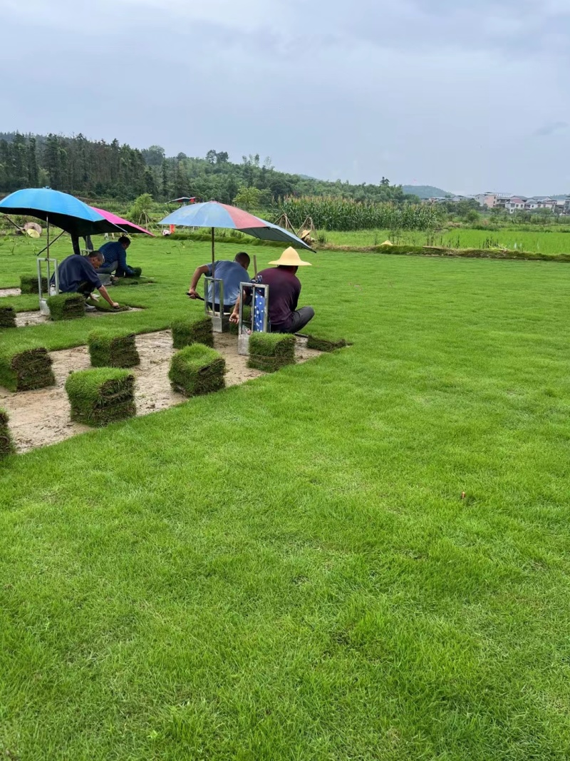 台湾青草皮绿化小区公园台湾二号草坪种植基地产地直销